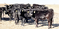 60 Angus & BWF Bred Heifers... Southwest MO