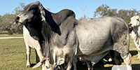 1 Reg. Brahman Bull... S. Central TX