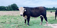 3 Reg. Black Hereford Bulls... Northeast LA