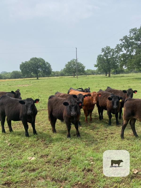 Cattle Range Listing Photo