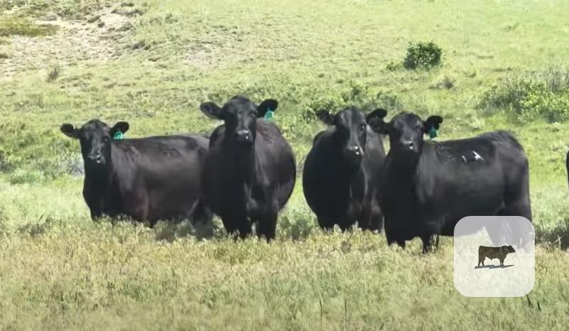 Pasture & Range Conditions as of August 3rd