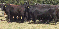 45 Angus & BWF Cows... Central TX
