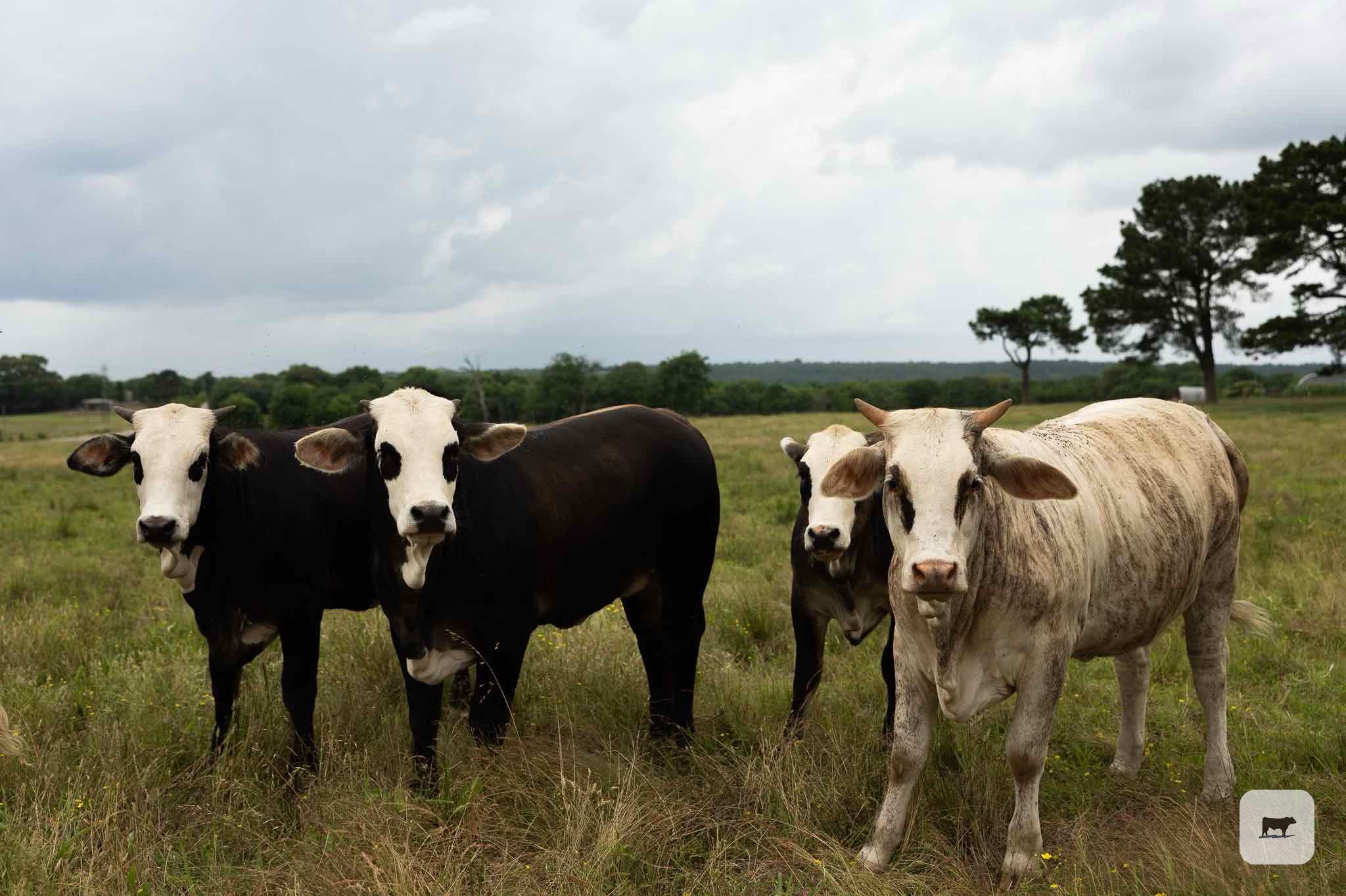 Cattle Range Listing Photo