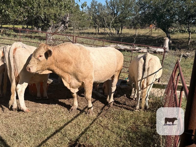Cattle Range Listing Photo