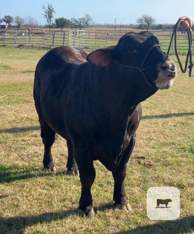 Cattle Range Listing Photo