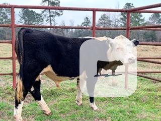 Cattle Range Listing Photo