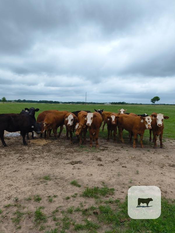 Cattle Range Listing Photo