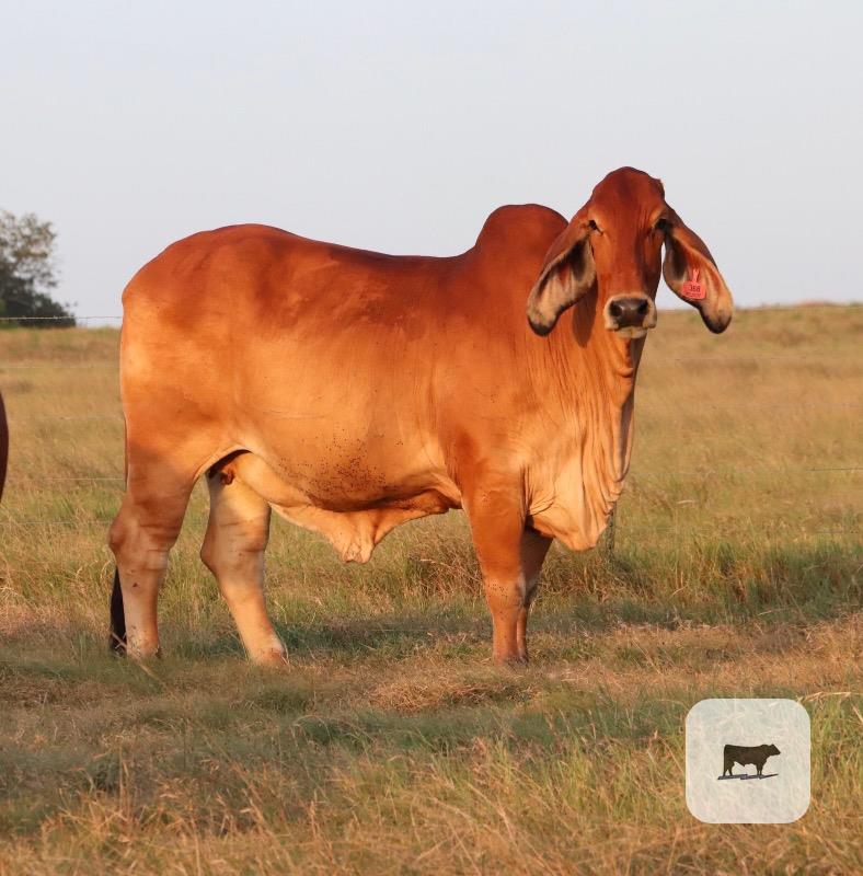 Cattle Range Listing Photo