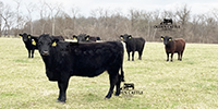 41 Angus & BWF Cows... Southwest MO