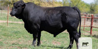 1 Reg. Brangus Bull... Central OK