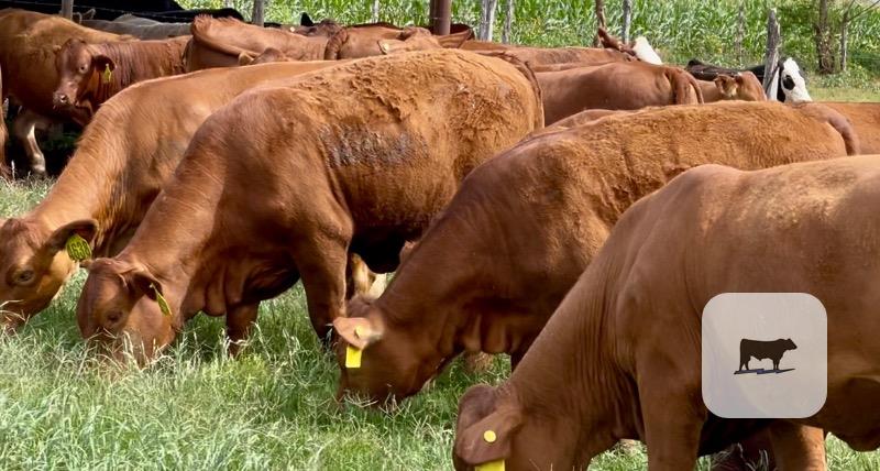 Cattle Range Listing Photo