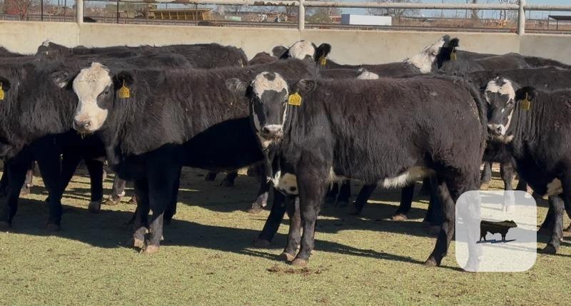 Cattle Range Listing Photo