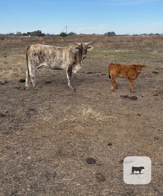 Cattle Range Listing Photo