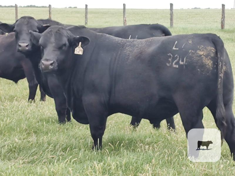 Cattle Range Listing Photo