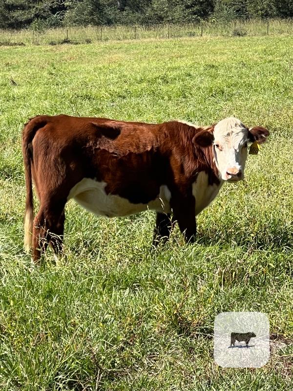 Cattle Range Listing Photo