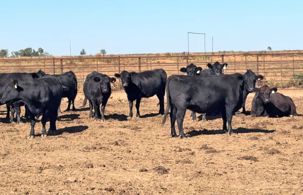 Cattle Range Listing Photo