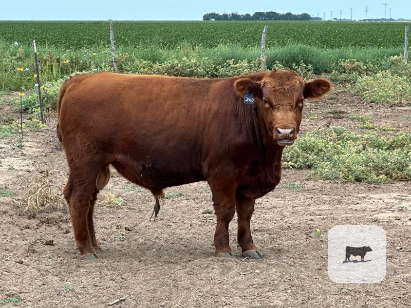 Cattle Range Listing Photo