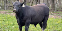 15 Reg. Angus Bulls... Southwest LA