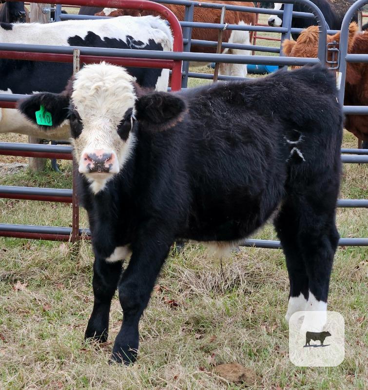 Cattle Range Listing Photo