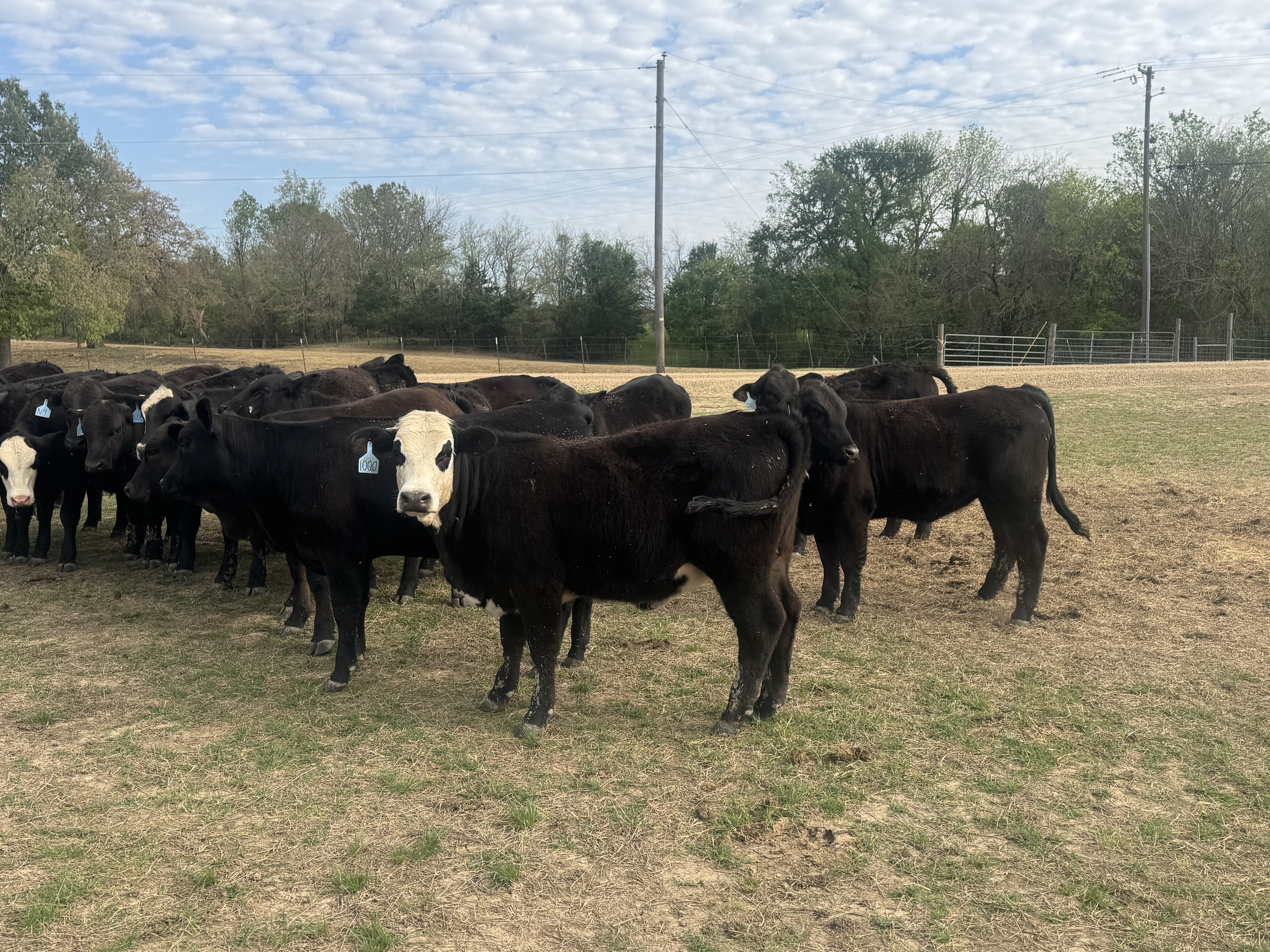 Cattle Range Listing Photo