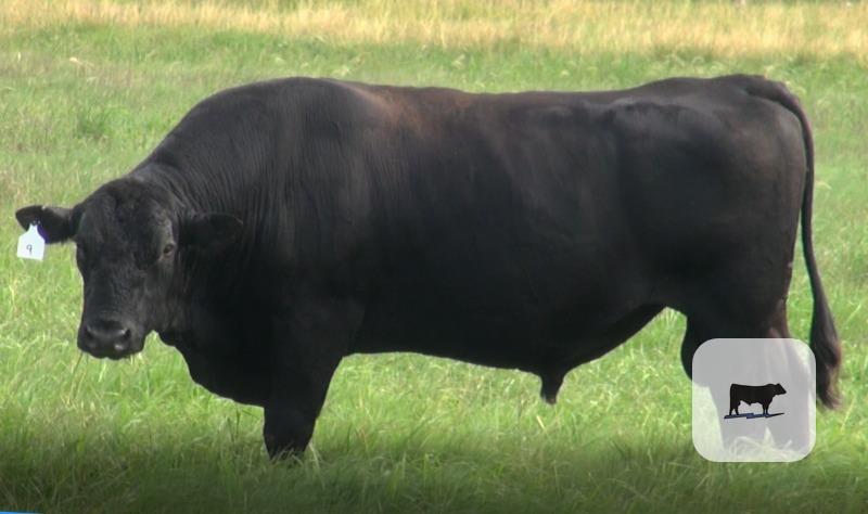 Cattle Range Listing Photo