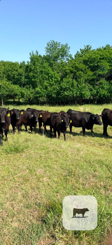 Cattle Range Listing Photo