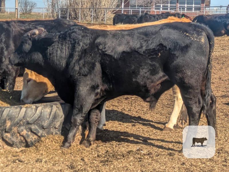 Cattle Range Listing Photo