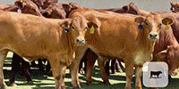 35 Beefmaster, Simbrah & Santa Gertrudis Rep. Heifers... Central TX