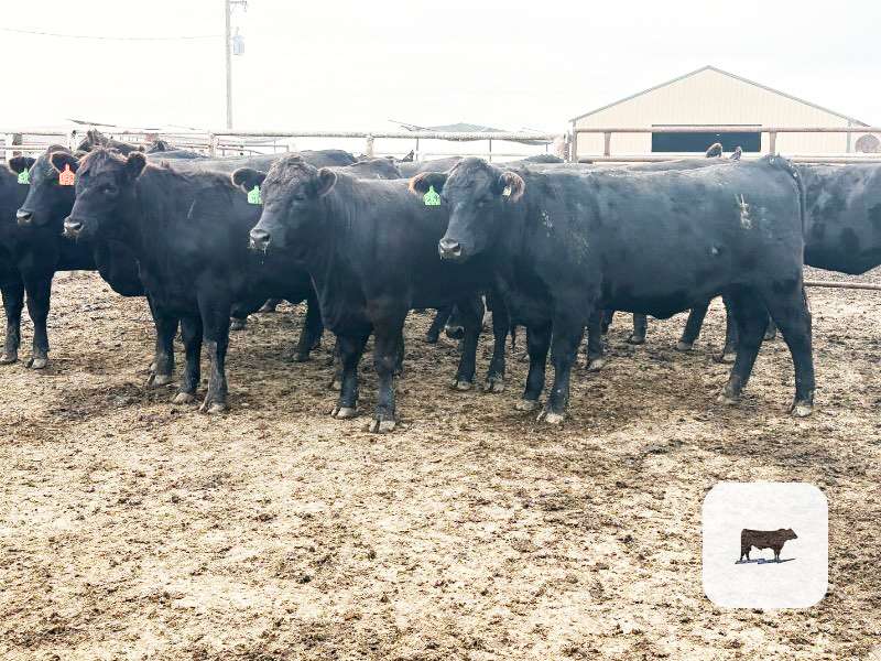 Cattle Range Listing Photo