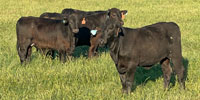 40 Brangus Rep. Heifers... Central TX
