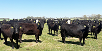40 Angus & BWF 2nd-Calf Cows... Southwest MO