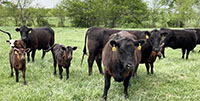 35 Angus & Black Baldy Pairs... Southwest MO