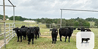 7 Reg. Brangus Rep. Heifers... Central TX