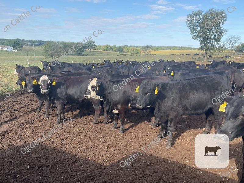 Cattle Range Listing Photo
