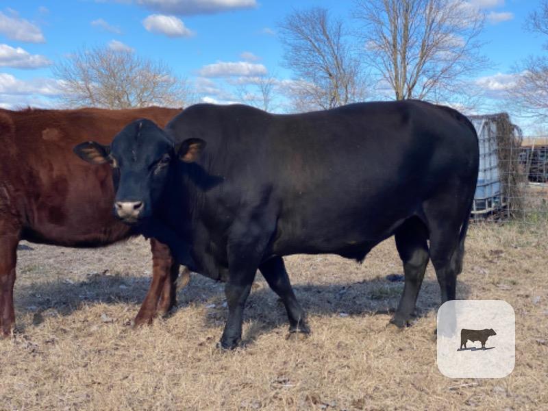 Cattle Range Listing Photo