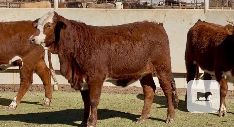 Cattle Range Listing Photo