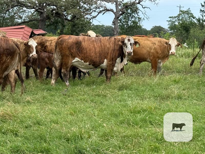 Cattle Range Listing Photo