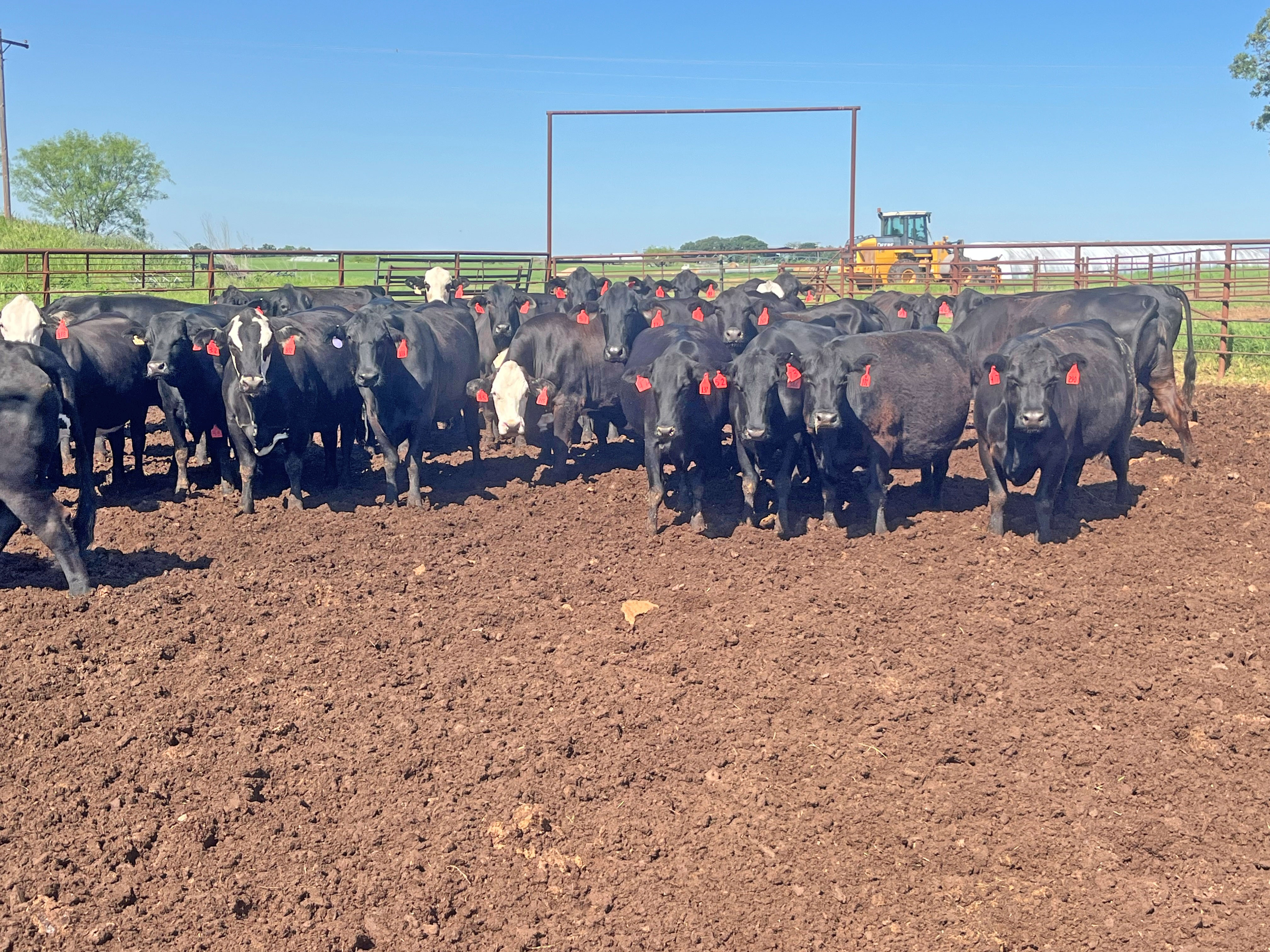 Cattle Range Listing Photo