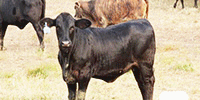 100	Braford & Brangus Cross Rep. Heifers... W. Central AL