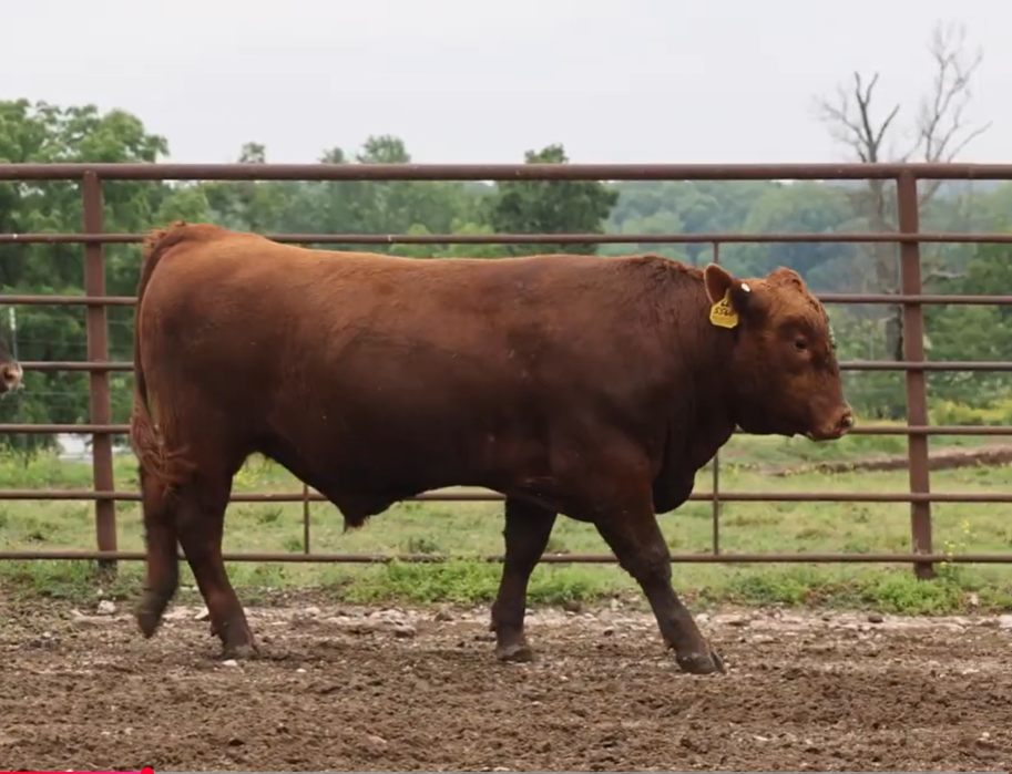 Cattle Range Listing Photo