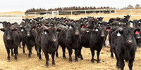 75 Angus Bred Heifers... W. Central NE