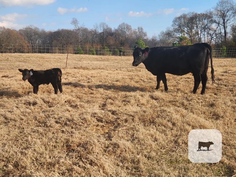 Cattle Range Listing Photo