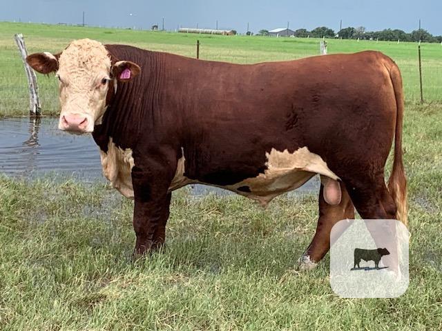Cattle Range Listing Photo