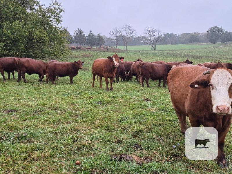 Cattle Range Listing Photo 2