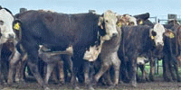 50 Brangus & Braford/Tigerstripe Bred Heifers... Northeast TX