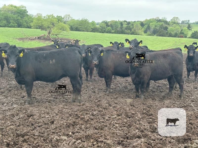 Cattle Range Listing Photo