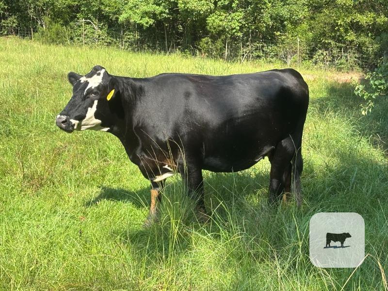 Cattle Range Listing Photo