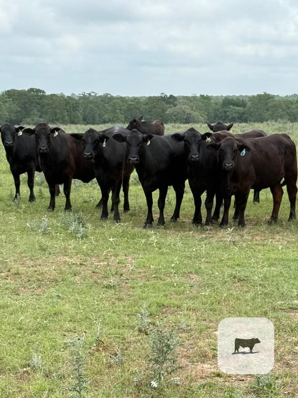 Cattle Range Listing Photo