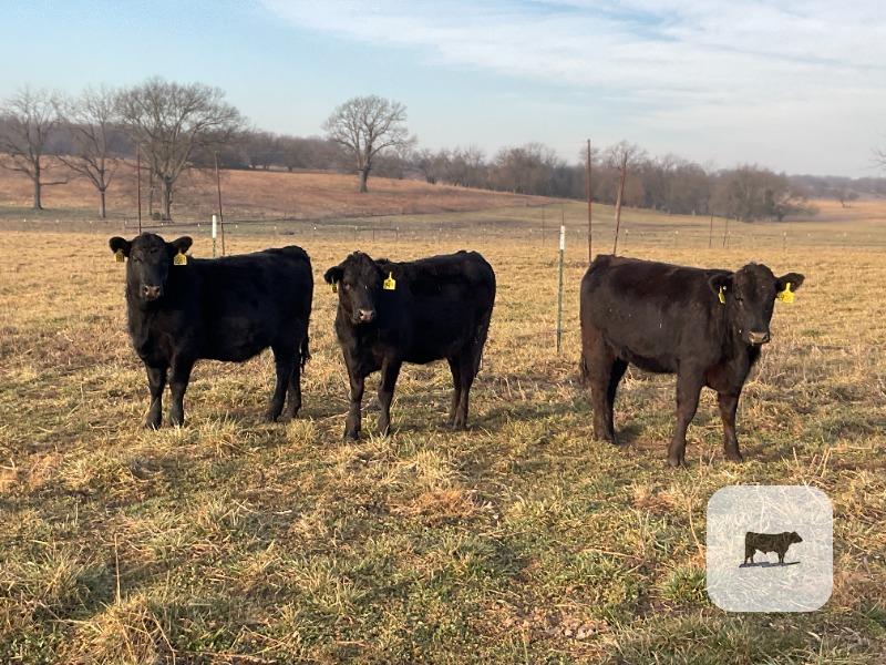 Cattle Range Listing Photo