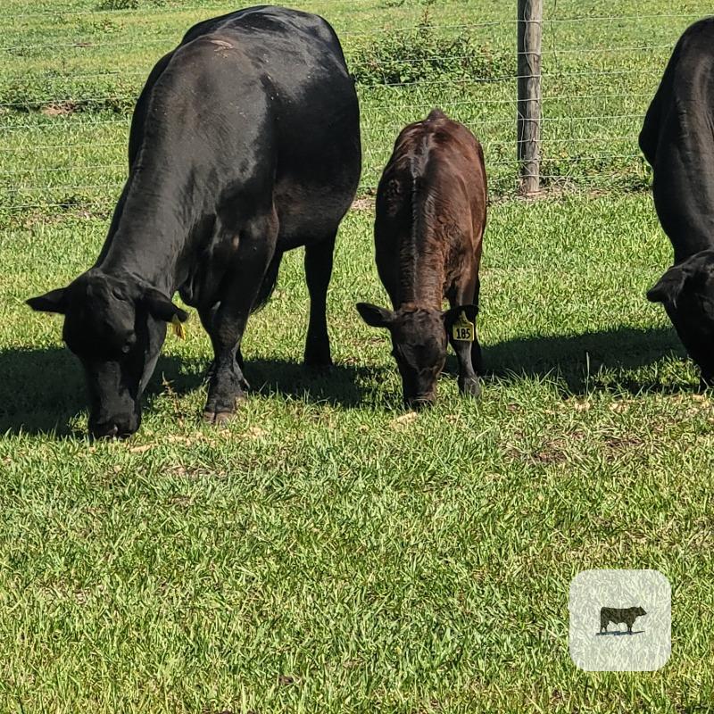 Cattle Range Listing Photo